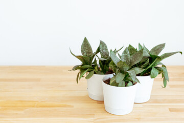 Plants at home on table on white background..
