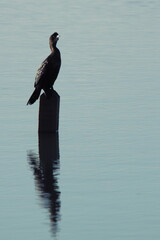 Silhouette of a black cormorant on a wooden post inside a lake