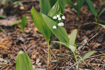wild blooming lilies of the valley in the forest