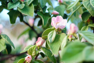 Flowering quince tree in early spring. natural background, selective focus