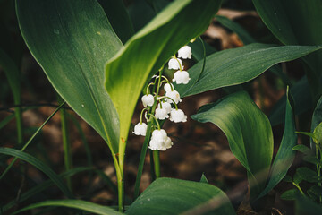 wild blooming lilies of the valley in the forest