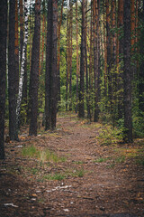 Fototapeta premium Forest dirt road among pines and birches