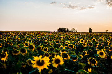 El girasol con fuerza