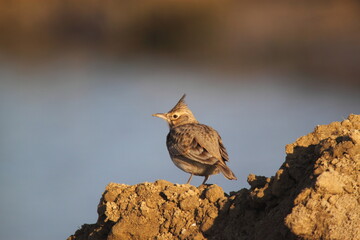 close up image of a crested lark 