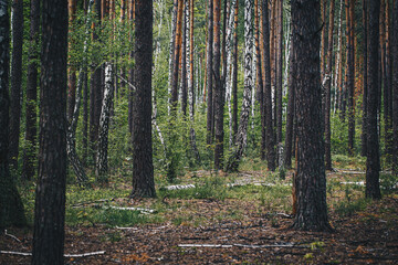Forest dirt road among pines and birches