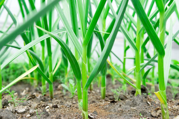 Green garlic leaves close-up. healthy green garlic leaves.the cultivation of spices, organic farm