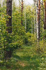Forest dirt road among pines and birches
