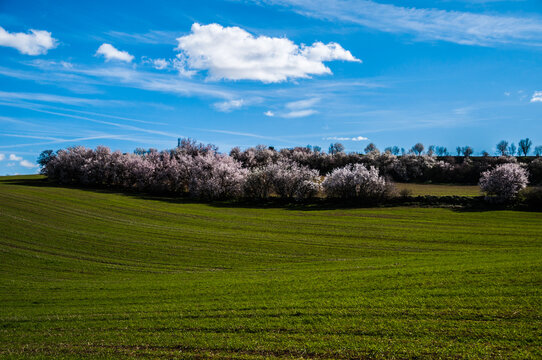 La floraci&oacute;n del almendro