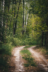 Forest dirt road among pines and birches