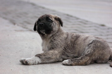 a mixed bred dirty  stray puppy on resting on the street with a unhappy concerned look on tis face.