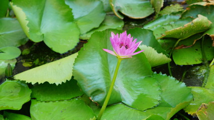 A Lotus Flower in the compound of Wat Suthat Thepwararam, Bangkok, Thailand