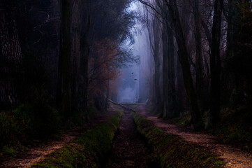 Obraz premium Un paseo entre nieblas