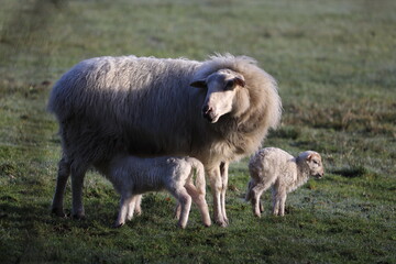 An ewe is in the meadow and let&rsquo;s her lamb drink.