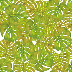 Seamless green philodendron fern leaves watercolor pattern. Natural simple background on white. Hand drawn leaves tropical pattern.