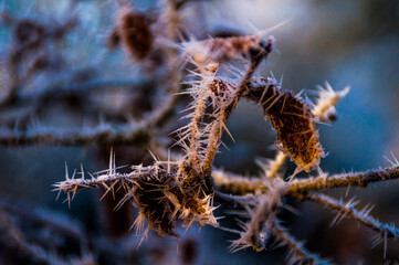 El blanco de la cencellada