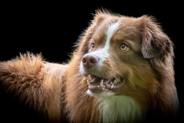 Portrait of a small dog