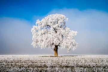 El blanco de la cencellada