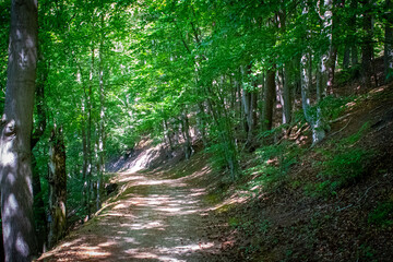 Obraz premium A curved forest path