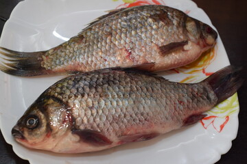 closeup of a freshwater fish of the caras