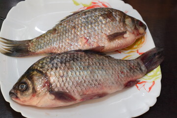 closeup of a freshwater fish of the caras