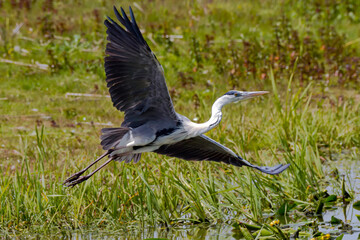 Grey heron near lake shore spreading massive wings in attempt of taking off after fish hunting