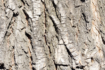 natural rough dirty grunge tree bark for wallpaper background and texture