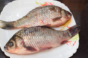 closeup of a freshwater fish of the caras
