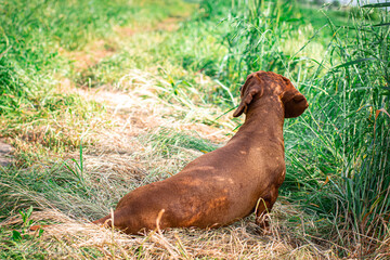 
dog, red-haired dachshund walks in the field