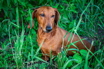 
dog, red-haired dachshund walks in the field