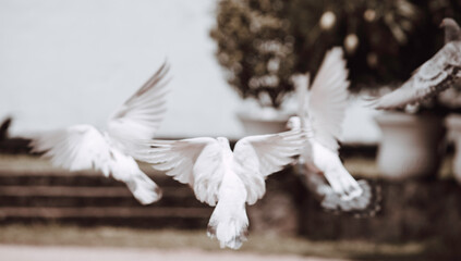 Out of focus beautiful pigeons flying various directions