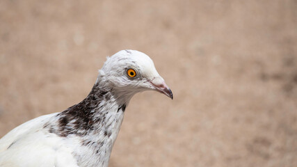 white pigeon's eye closeup photograph