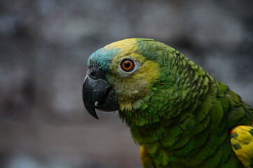 parrot on gray brick background in rain