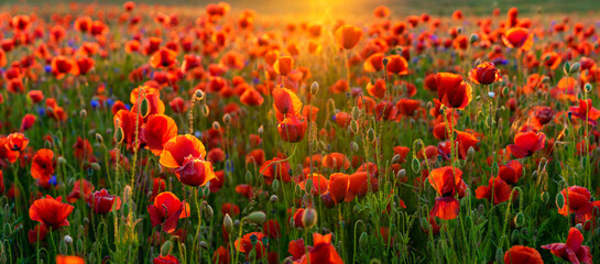 sunrise over the valley of blooming wild poppies, in the background the rising sun