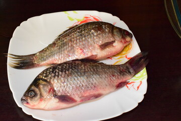 closeup of a freshwater fish of the caras