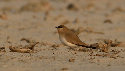 oriental  pratincole bird in habitat