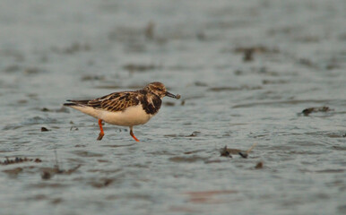 ruddy   turnstone bird in sea habitat