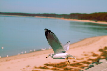 a ring billed gull is flying over a beach by the Chesapeake bay. This seagull is native to east coast of north america.