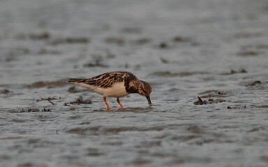 ruddy turnstone bird in sea habitat 