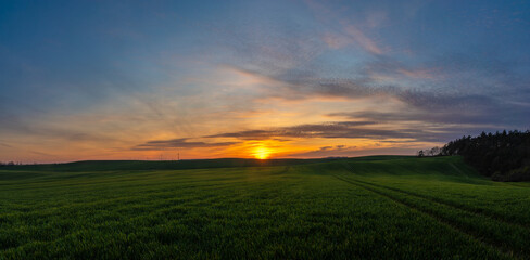 Fototapeta na wymiar spring panorama of green sown crops during sunset.