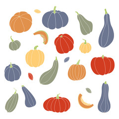 Pumpkin, squash, zucchini, marrow. Various shapes and colors. Perfect for autumn decorative design, thanksgiving and halloween invitation, harvest. Vector flat illustration