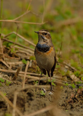 blue throat bird in field