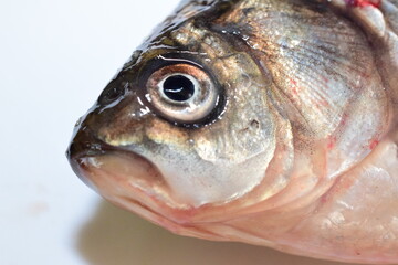 closeup of a freshwater fish of the caras