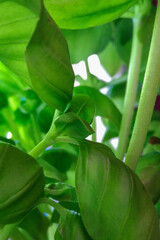Basil. New leaves in the shadow.