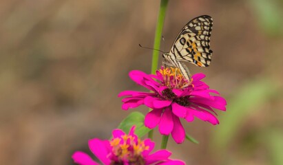butterflies on Pink Zinnia Flower