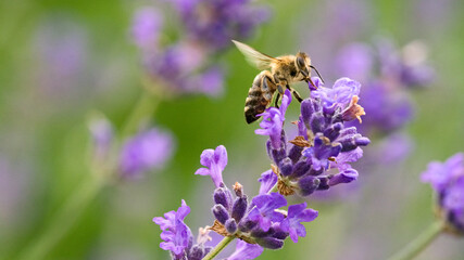 Honigbiene an einer Lavendelblüte