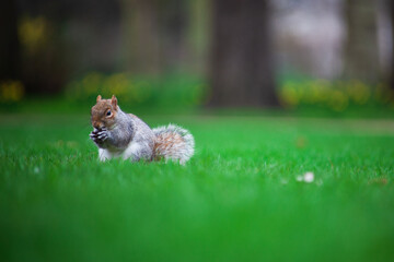 Squirrel eating in a park