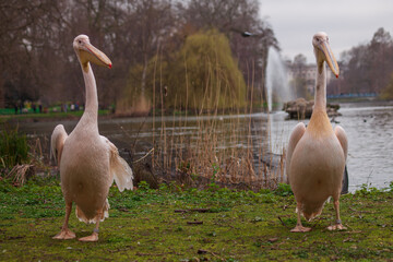 Pelicans by the lake in a park