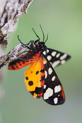 Fototapeta na wymiar Cream-spot Tiger - Arctia villica, beautiful colored moth from European woodlands and meadows, Pag island, Croatia.