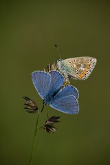 The Common Blue (Plebejus idas) is a species of diurnal butterfly in the blue family