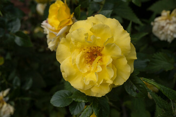 wilde gelbe Blumen vor grünem Hintergrund